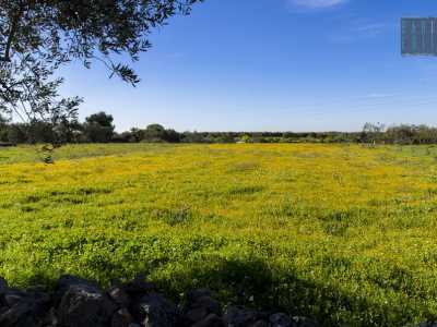 Alcuni campi sono dominati dal giallo delle margherite selvatiche